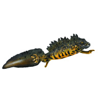 Великий гребінчастий тритон Collecta 80064
