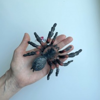 Тарантул павук Bullyland 68453