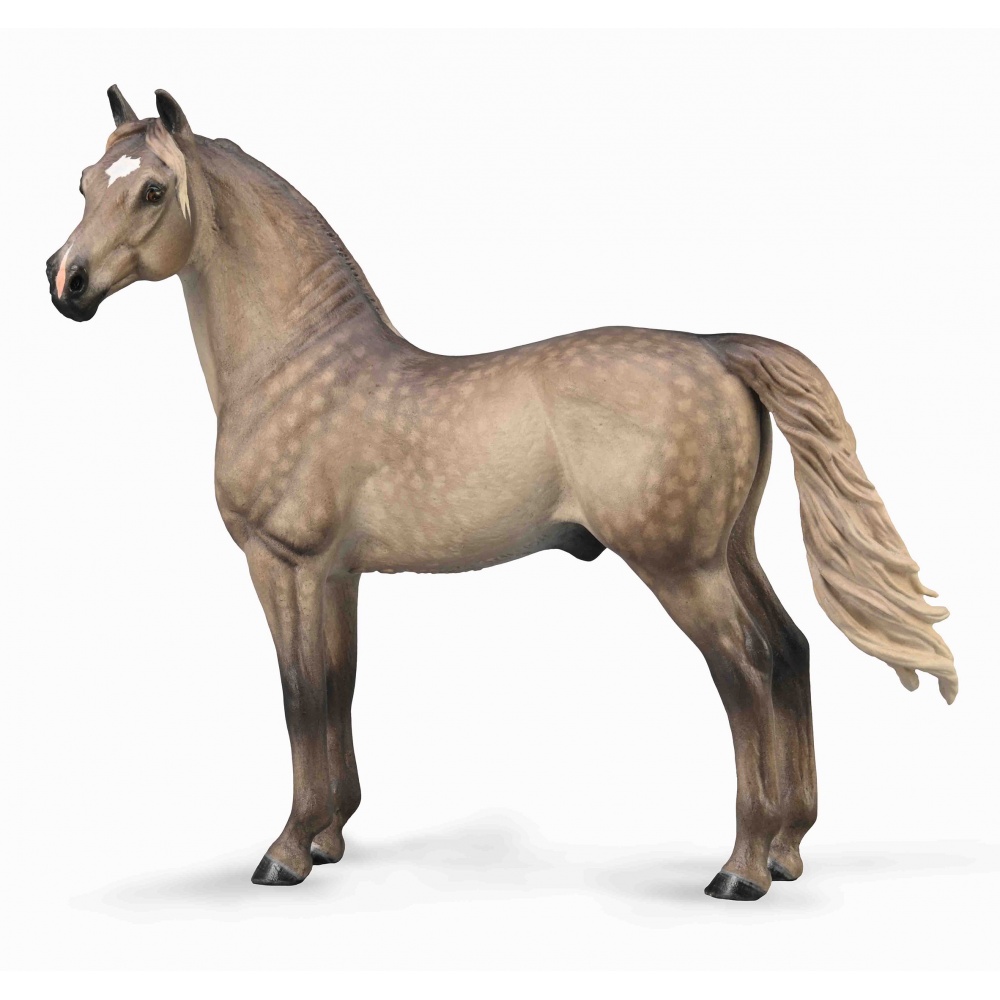 Морган жеребець Silver Grulla Collecta 88979