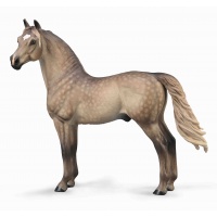Морган жеребець Silver Grulla Collecta 88979