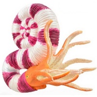 Правітоцерас CollectA 88927