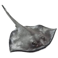 Морський кіт скат хвостокол Safari Ltd 100507