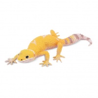 Фігурка леопардовий еублефар гекон Toymany ML00308